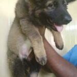 GERMAN SHEPHERD  WORK line male