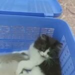 kittens for sell