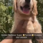 Golden Retriever Super Female