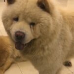 high quality Chow chow for mating