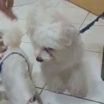 maltese puppies from dubai municipality approved