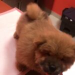chow chow puppy male