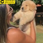 Female golden retriever 2 months available in abu dhabi