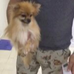 in heat mini micro size pomerian rare and special