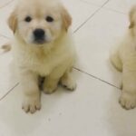 Golden Retriever Female Available