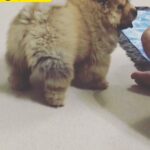 Chow Chow puppy Royal Quality