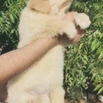 Super Golden Retriever Male Puppy 8 weeks