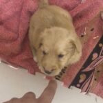 golden retriever puppy 6 weeks male