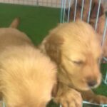 Golden Retriever Puppies available long hair Russian Parents