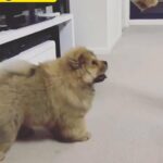 Chow Chow Puppy Super Size 2.5 months