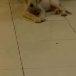 Golden Retriever Puppy Male 3 months