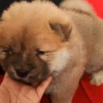 chow chow male puppy
