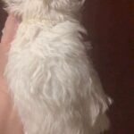 Maltese puppy