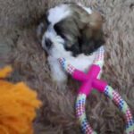 shihtzu female