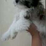 shihtzu male 2 months old