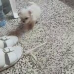 Maltese  puppy