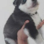 cute husky puppy for sale