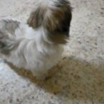 shihtzu female