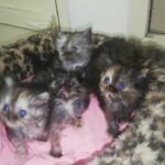 Persian owl kittens with delivery