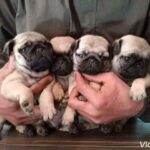 Quality Pug puppies After 30 days