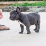 Blue French bull dog Rare with blue eyes