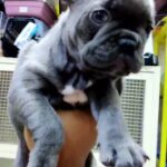Blue French Bulldog Male imported
