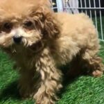 toy poodle dark chocolate red colour