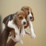 beagle puppies - Sharjah