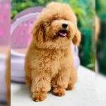 Toy Poodle Imported