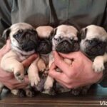 PUG PUPPIES IMPORTED