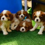Cavalier King Charles Imported