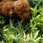 toy poodle red