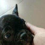 French Bull dog Brindle merle  female ?????