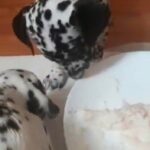 Dalmatian Puppies are available