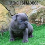 Blue french bulldog imported