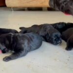 Cane corso puppies Imported With FCI Pedigree