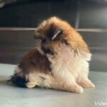 Quality Shihtzu tri color