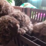 Toy poodle Getting ready with pedigree