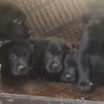 Pure Black Labrador Puppies