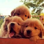 Golden retriever Puppies