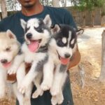 blue eyes pure Siberian husky Puppies