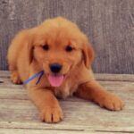 Golden retriever puppy