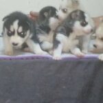 Pure siberian husky Puppies