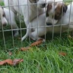 Hybrid jack russell puppies