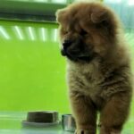 chow chow puppy male