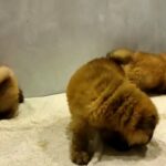 chow chow Puppies