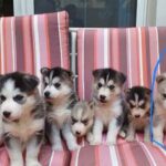 Pure Siberian Husky Puppies