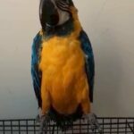 macow parrot age 8 month 6000
