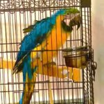 macow parrot age 8 month old 4500