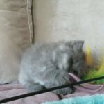 Persian Chinchilla solid Grey female kitten